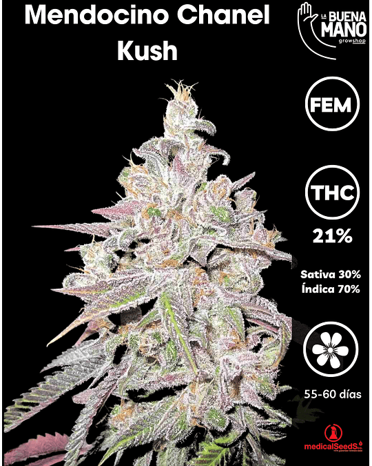Mendocino Chanel Kush Fem (3u)
