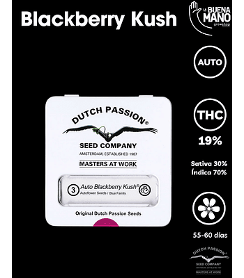 Blackberry Kush Auto (3u)