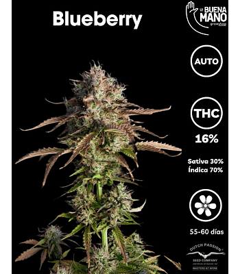 Blueberry Auto (3u)