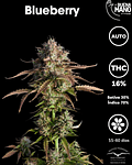 Blueberry Auto (3u)
