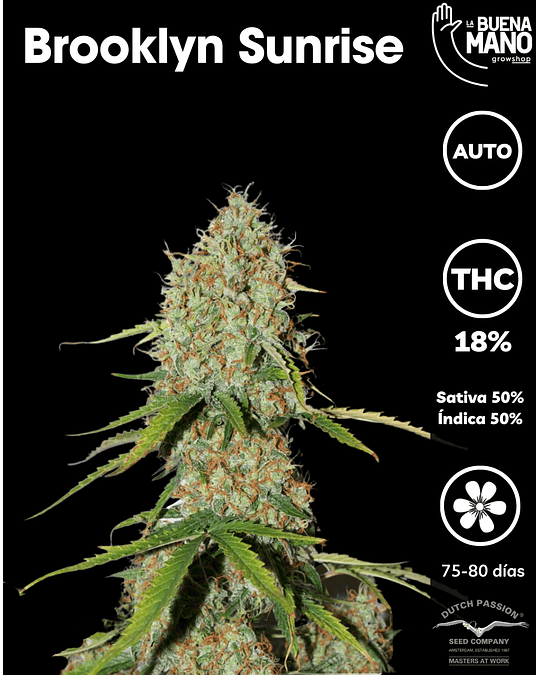 Brooklyn Sunrise Auto (3u)