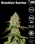 Brooklyn Sunrise Auto (3u)