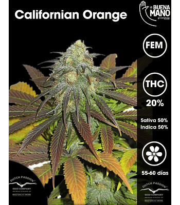 Californian Orange Fem (3u)