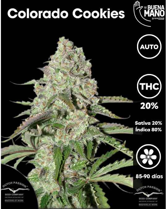 Colorado Cookies Auto (3u)