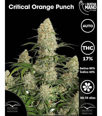 Critical Orange Punch Auto (3u)