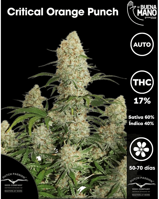 Critical Orange Punch Auto (3u)