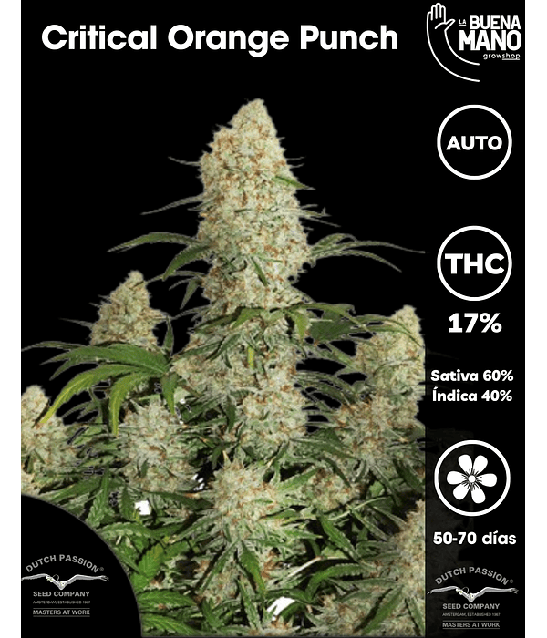 Critical Orange Punch Auto (3u)