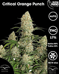 Critical Orange Punch Auto (3u)
