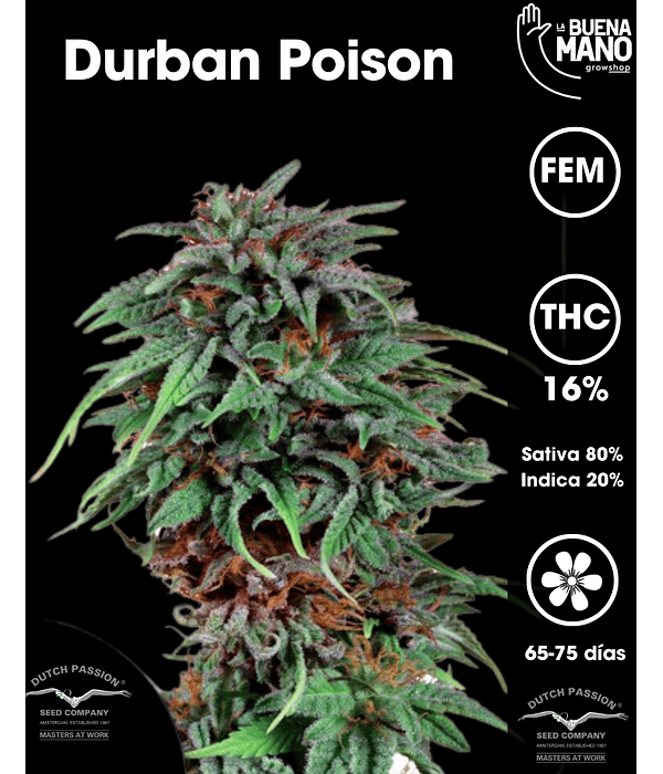 Durban Poison Fem (3u)