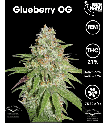 Glueberry OG Fem (3u)