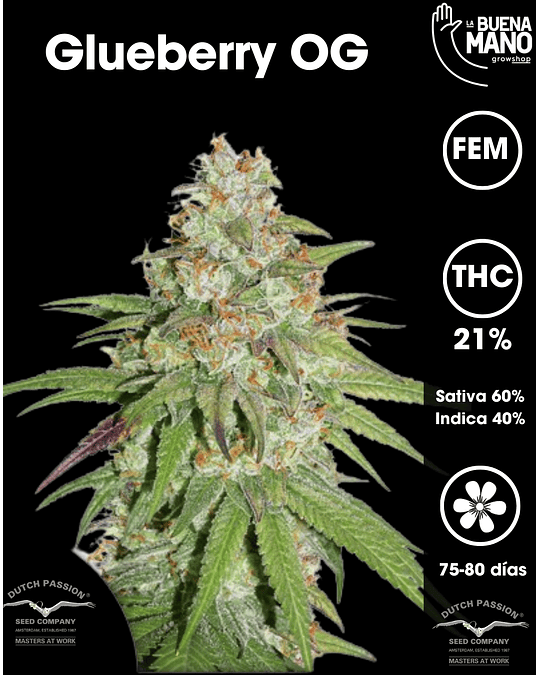 Glueberry OG Fem (3u)
