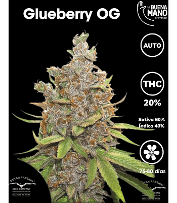 Glueberry OG Auto (3u)