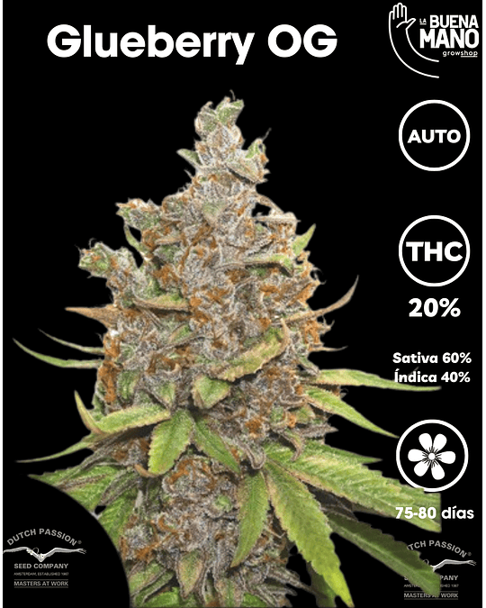 Glueberry OG Auto (3u)