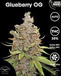 Glueberry OG Auto (3u)