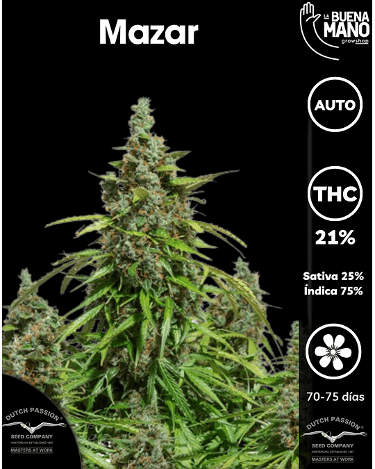 Mazar Auto (3u)