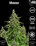 Mazar Auto (3u)