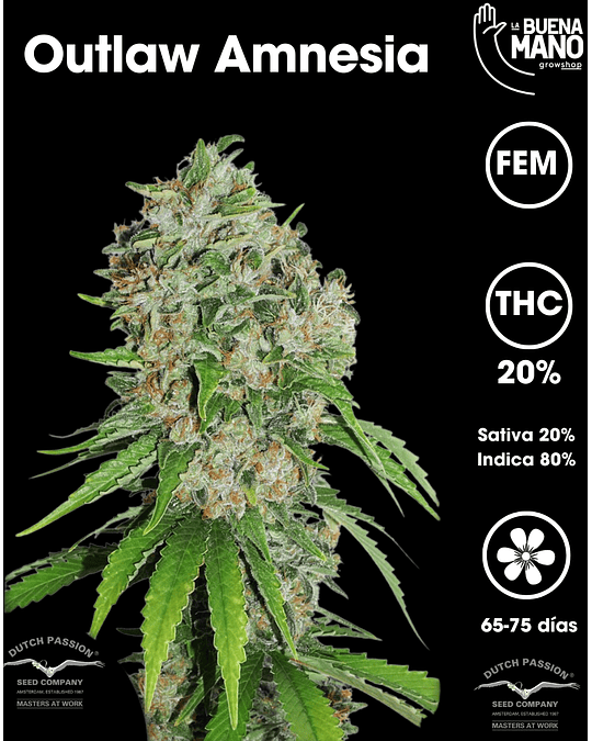 Outlaw Amnesia Fem (3u)