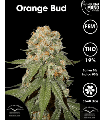 Orange Bud Fem (3u)