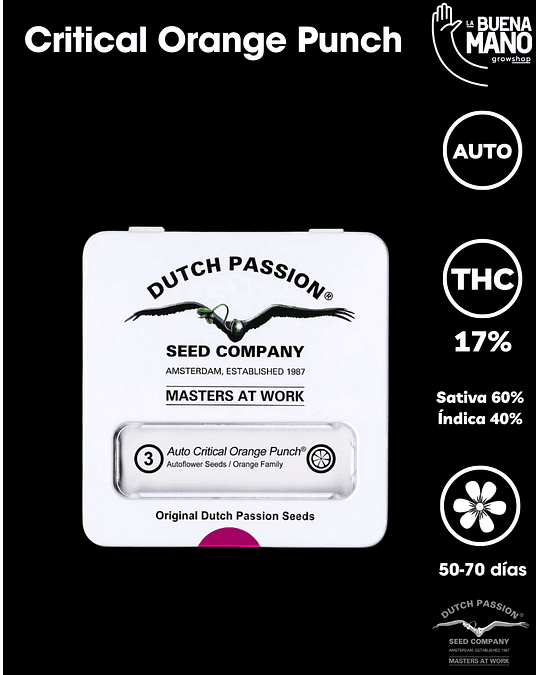Dutch Passion Pack Auto y Fem (100u)