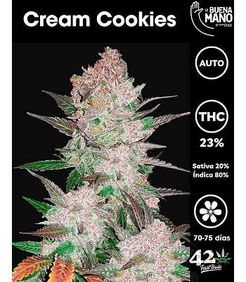Cream Cookies Auto (3u)