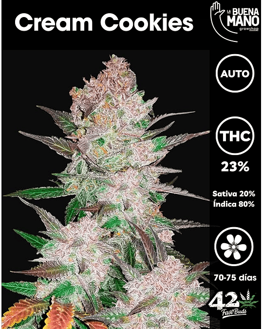 Cream Cookies Auto (3u)