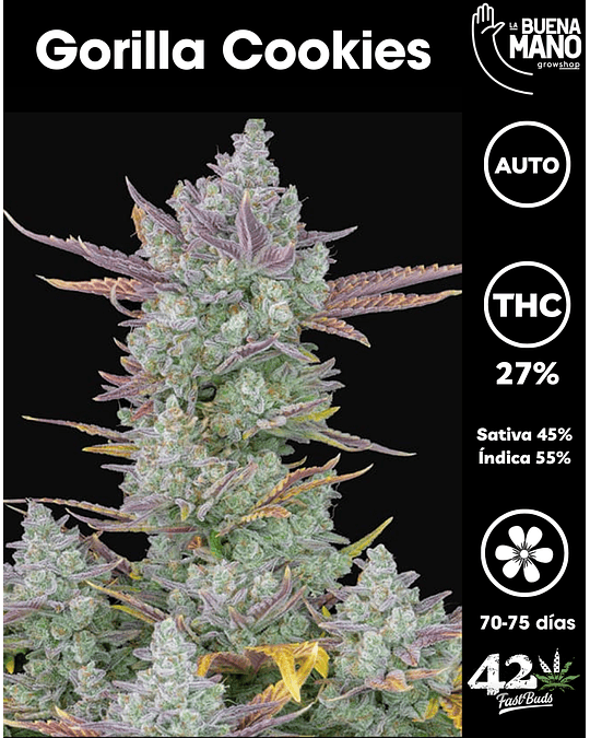 Gorilla Cookies Auto (3u)