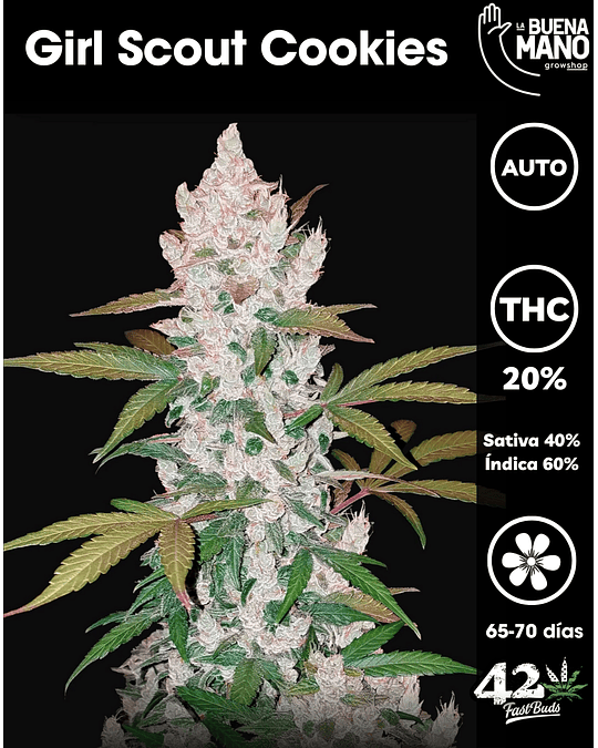 Girl Scout Cookies Auto (3u)