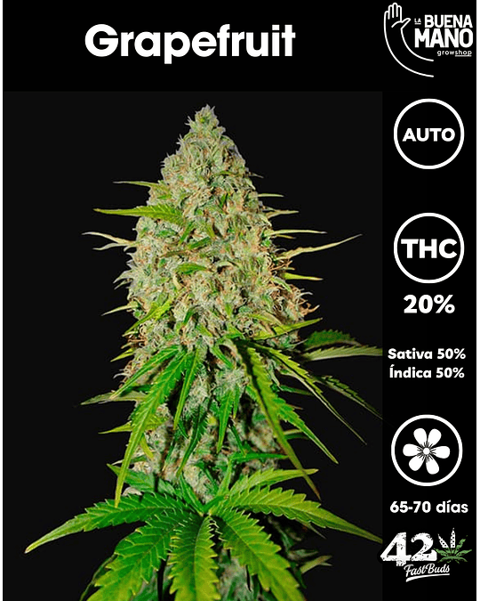 Grapefruit Auto (3u)