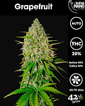 Grapefruit Auto (3u)