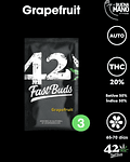 Grapefruit Auto (3u)
