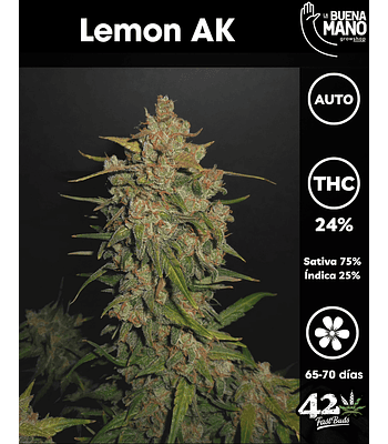 Lemon AK Auto (3u)