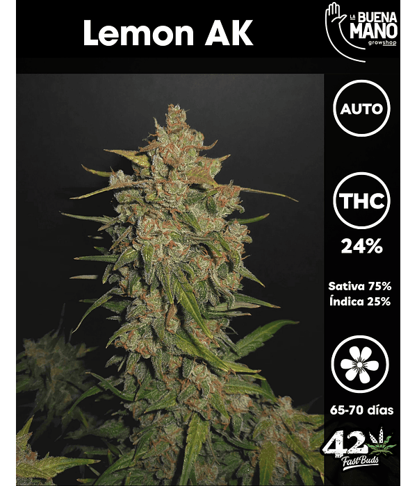 Lemon AK Auto (3u)