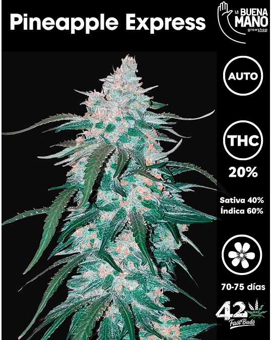 Pineapple Express Auto (3u)