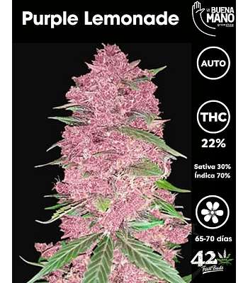 Purple Lemonade Auto (3u)