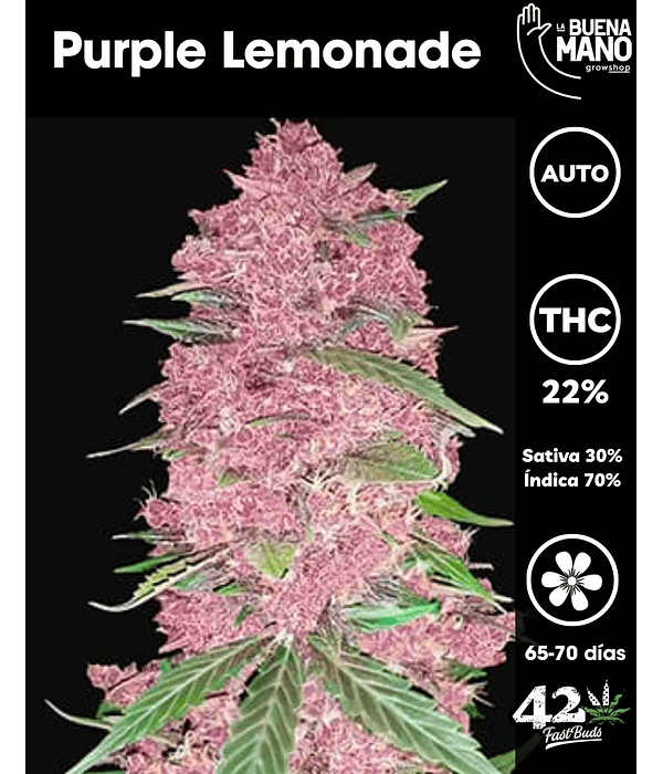 Purple Lemonade Auto (3u)