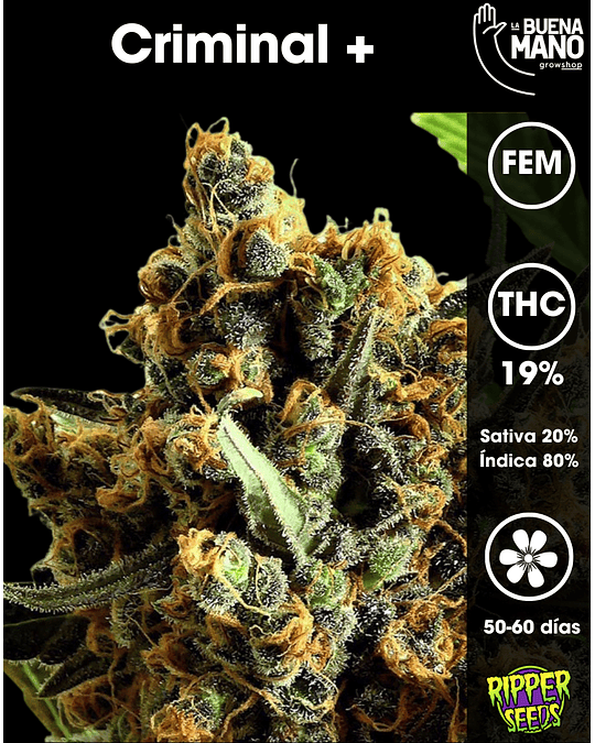 Criminal + Fem (3u)