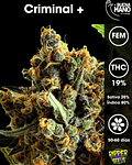 Criminal + Fem (3u)