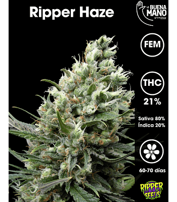 Ripper Haze Fem (3u)