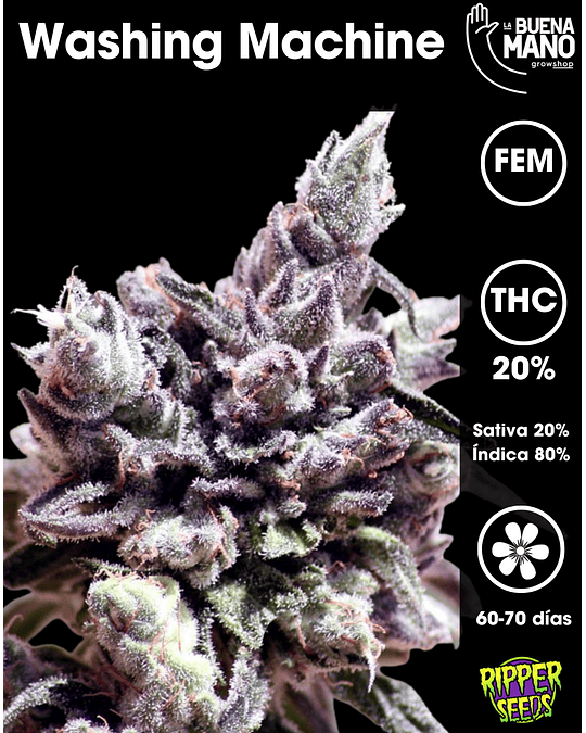 Washing Machine Fem (3u)