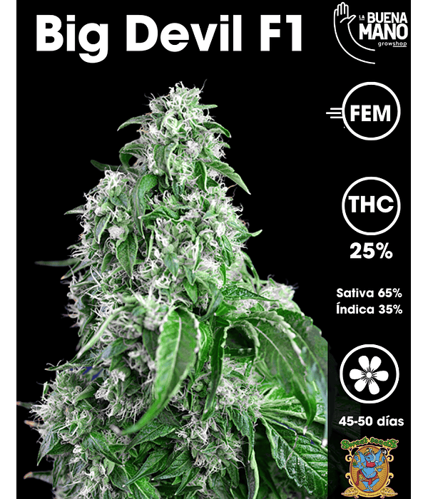 Big Devil F1 Fem (3+1 u)