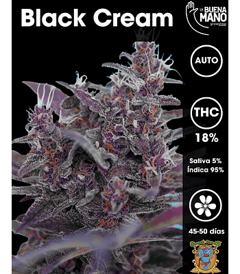 Black Cream Auto (3+1 u)