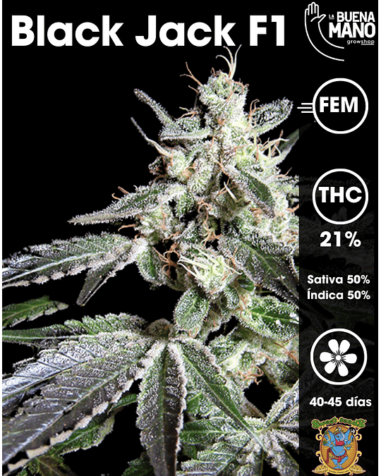 Black Jack F1 Fem (3+1 u)