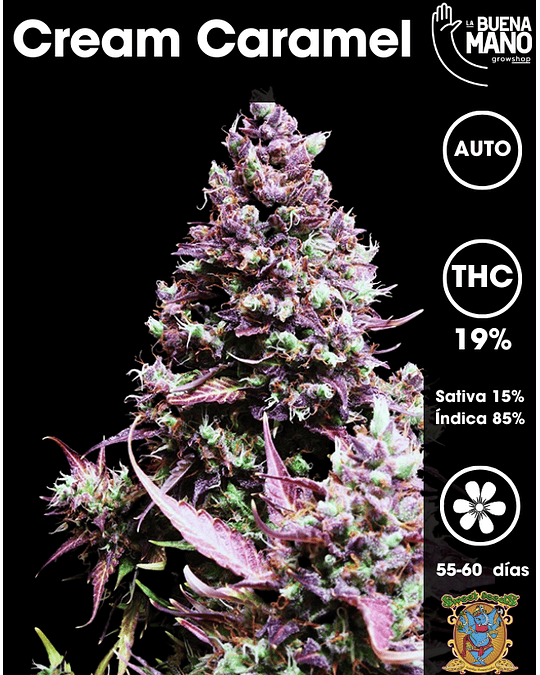 Cream Caramel Auto (3+1 u)