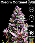 Cream Caramel Auto (3+1 u)