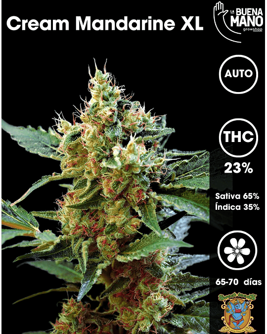 Cream Mandarine XL Auto (3+1 u)