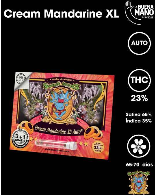 Cream Mandarine XL Auto (3+1 u)
