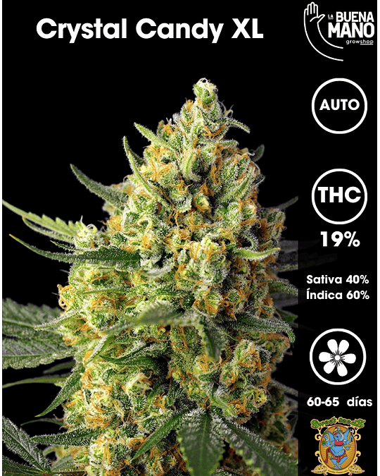 Crystal Candy XL Auto (3+1 u)