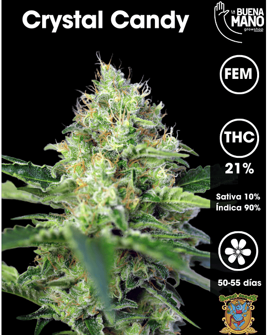 Crystal Candy Fem (3+1 u)