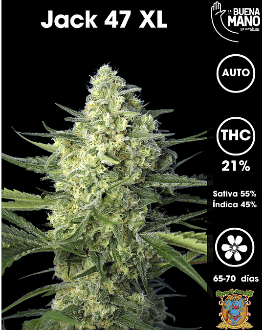 Jack 47 XL Auto (3+1 u)