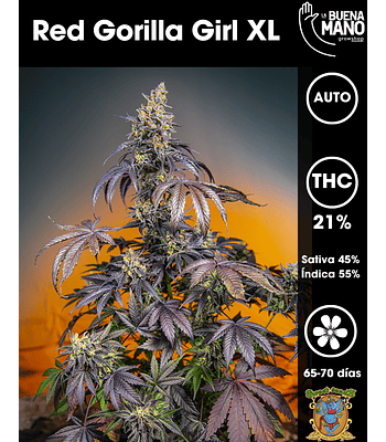 Red Gorilla Girl XL Auto (3+1 u)